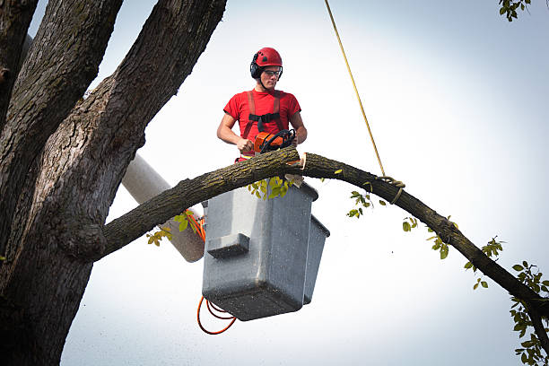 How Our Tree Care Process Works  in  Woodmere, NY